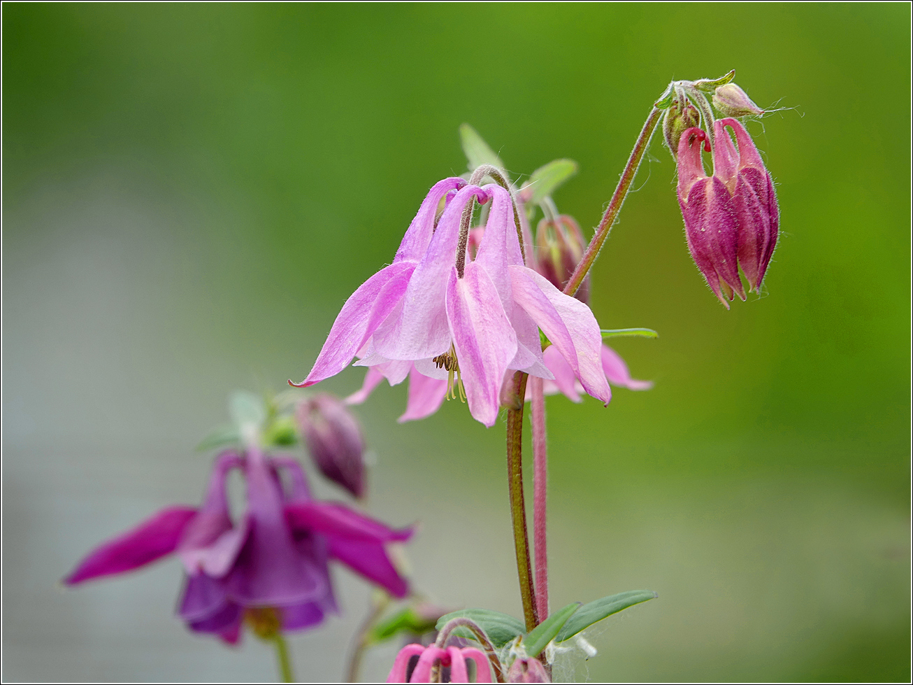 Image of Aquilegia vulgaris specimen.