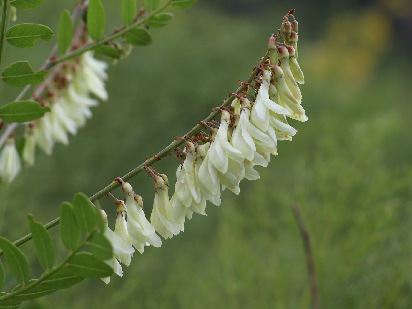 Изображение особи Hedysarum flavescens.