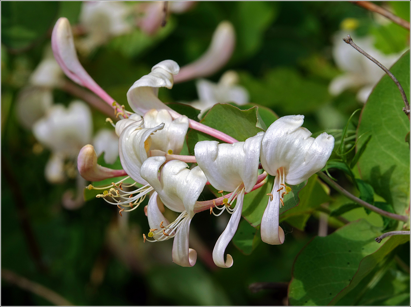 Image of Lonicera caprifolium specimen.