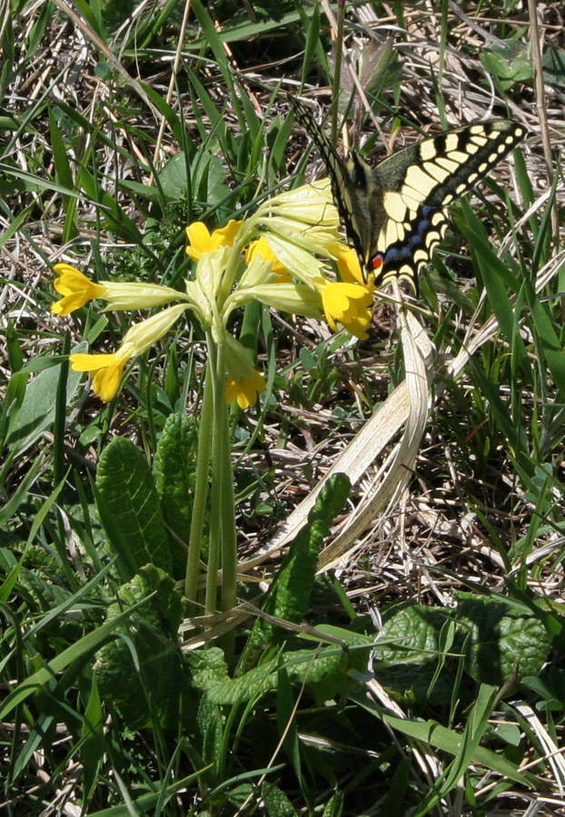 Image of Primula macrocalyx specimen.