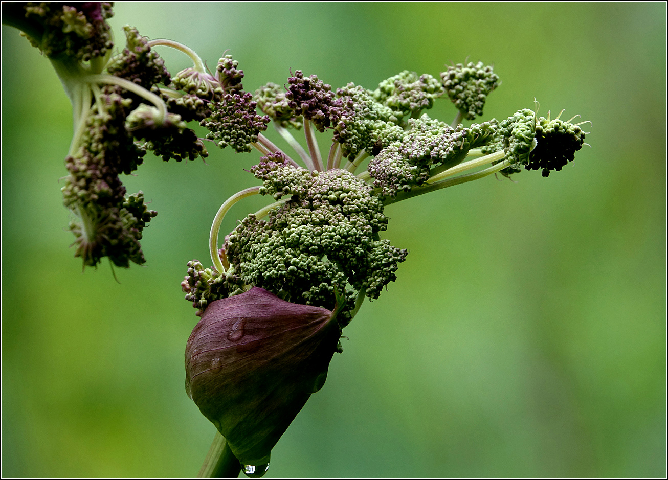 Изображение особи Angelica sylvestris.