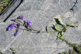 Campanula hohenackeri. Цветущее растение. Республика Ингушетия, Джейрахский р-н, окр. ур. Таргим, правый берег р. Асса в 350 м от башен Таргим ниже по течению. 21 июня 2022 г.