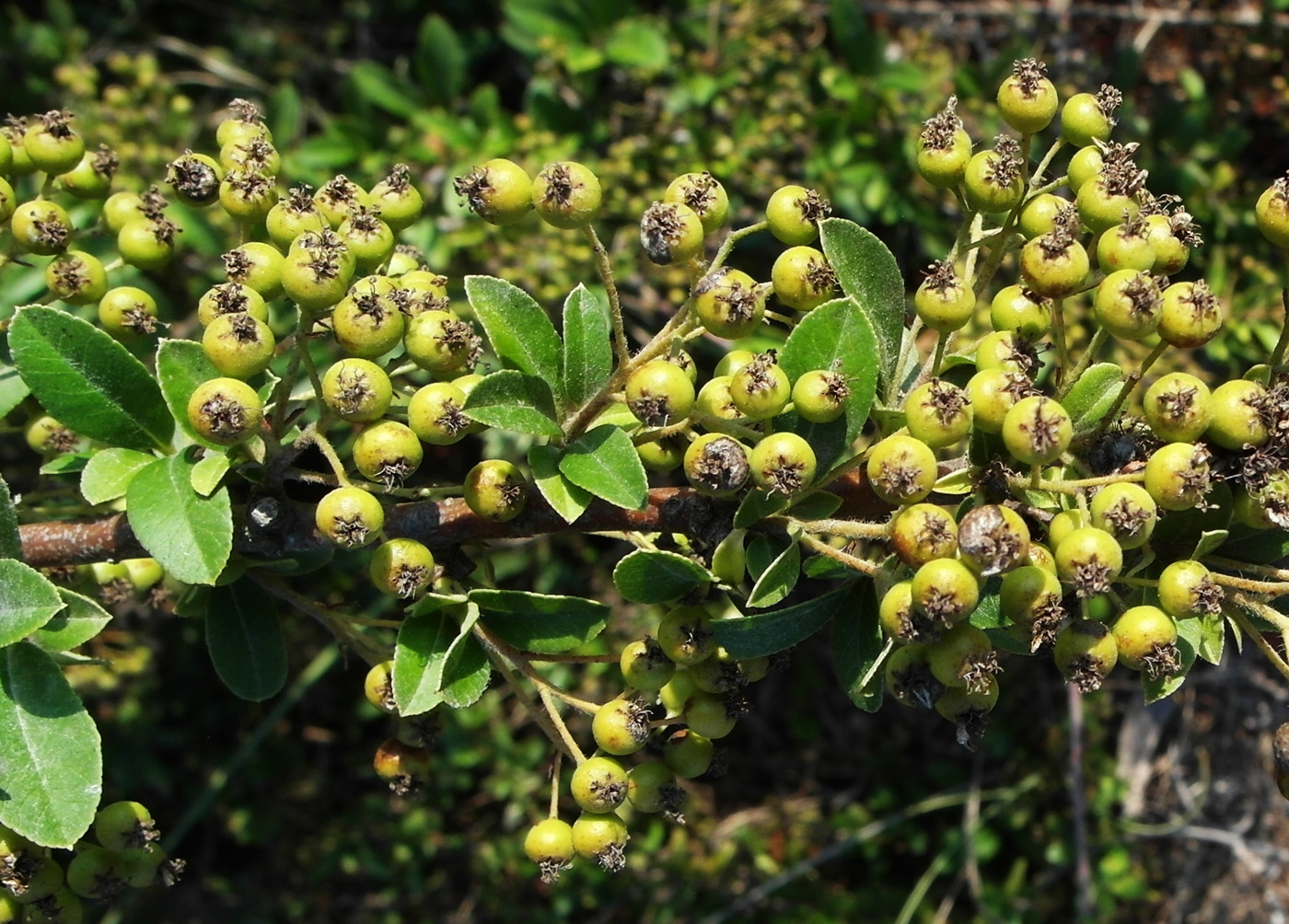 Image of Pyracantha coccinea specimen.