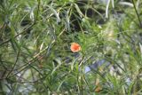 Thevetia peruviana. Ветки с цветком. Непал, провинция Лумбини-Прадеш, р-н Рупандехи, г. Лумбини. 22.11.2017.