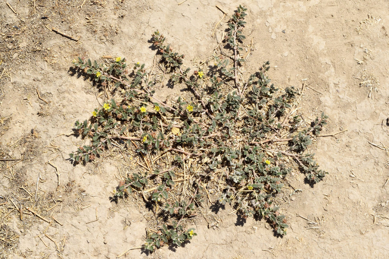 Image of Tribulus terrestris specimen.