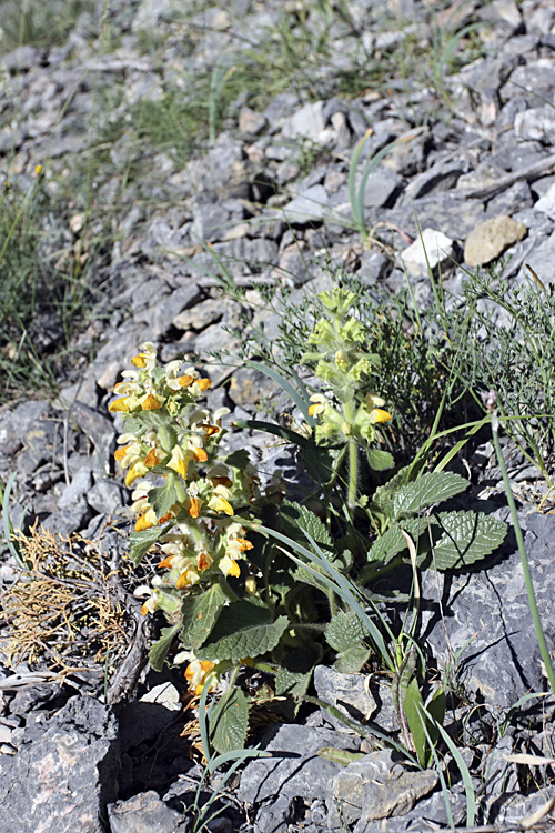 Image of Phlomoides tianschanica specimen.