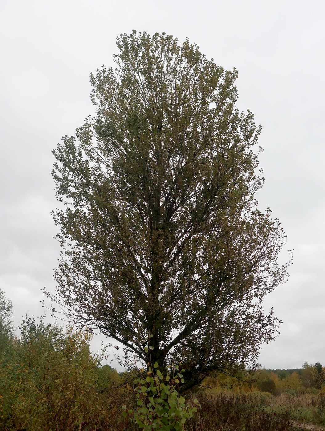 Изображение особи Populus &times; berolinensis.