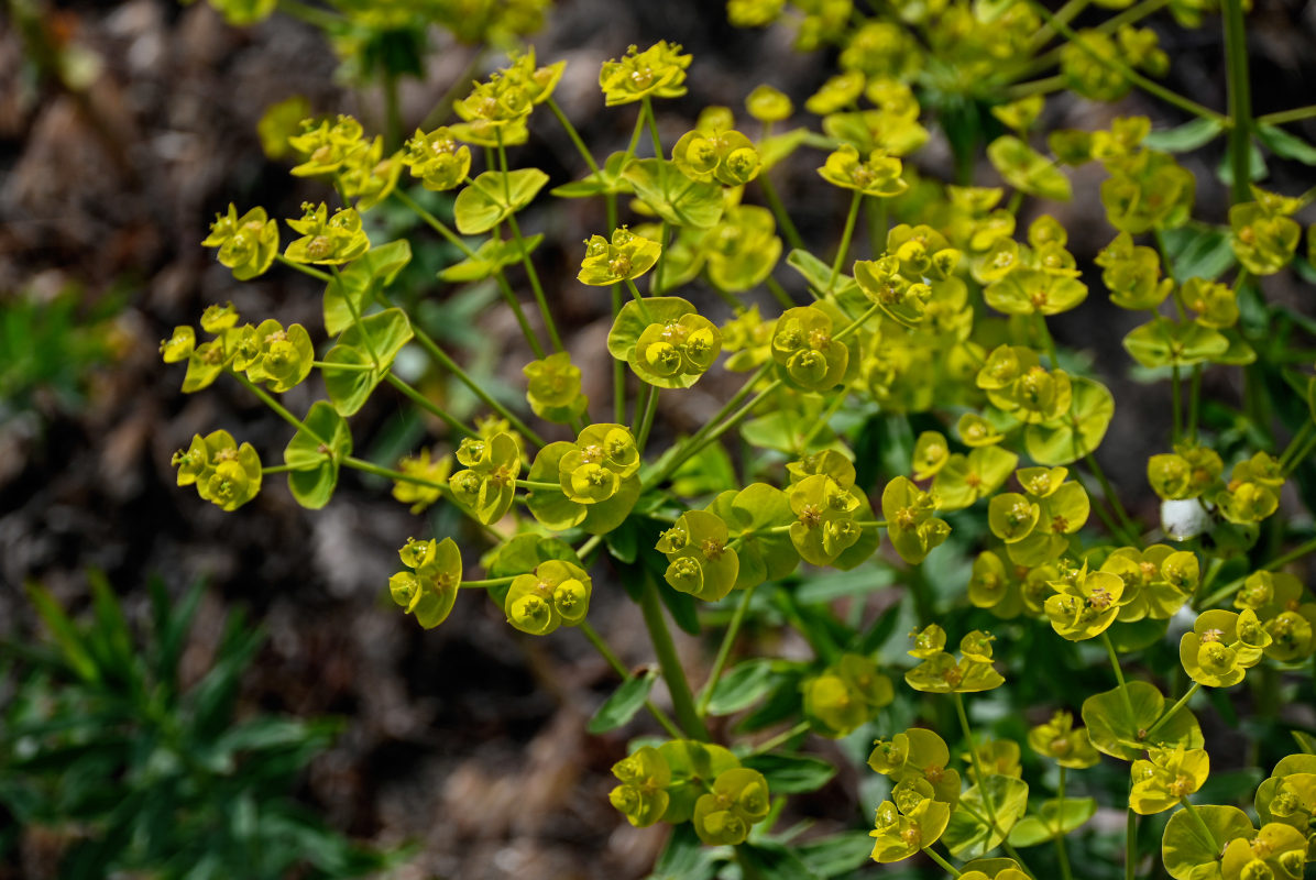 Изображение особи Euphorbia iberica.