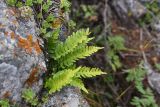 Polypodium vulgare. Спороносящее растение. Кабардино-Балкария, долина р. Баксан, конус выноса реки Курмычи, высота 1610 м н.у.м., на камне. 24 июля 2022 г.