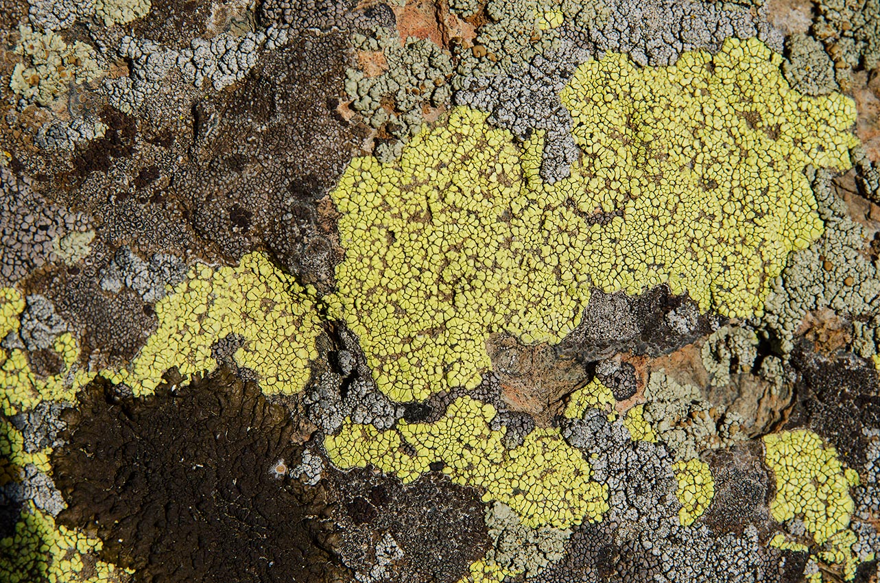 Image of genus Acarospora specimen.