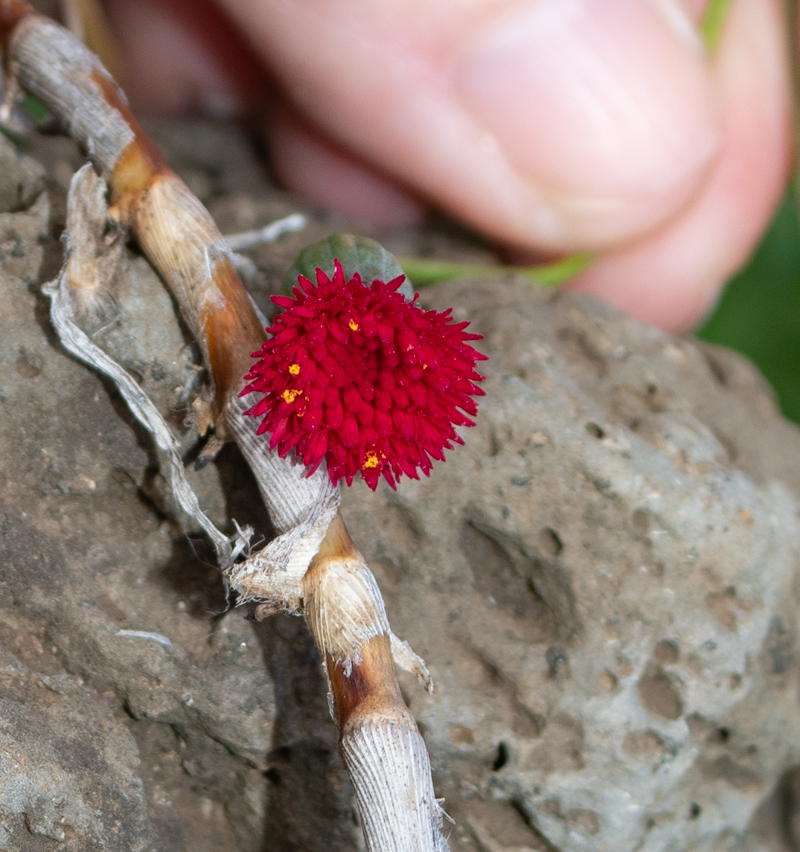 Image of Emilia coccinea specimen.