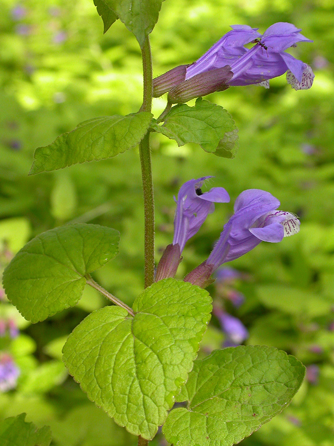 Image of Meehania urticifolia specimen.