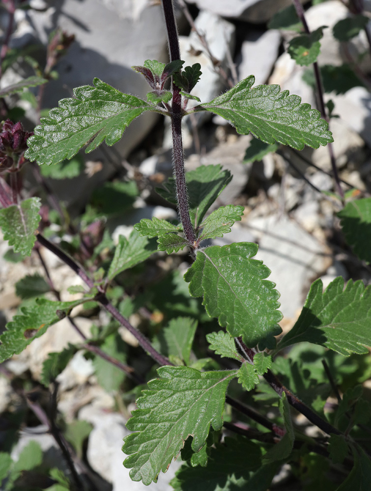 Изображение особи Teucrium chamaedrys.