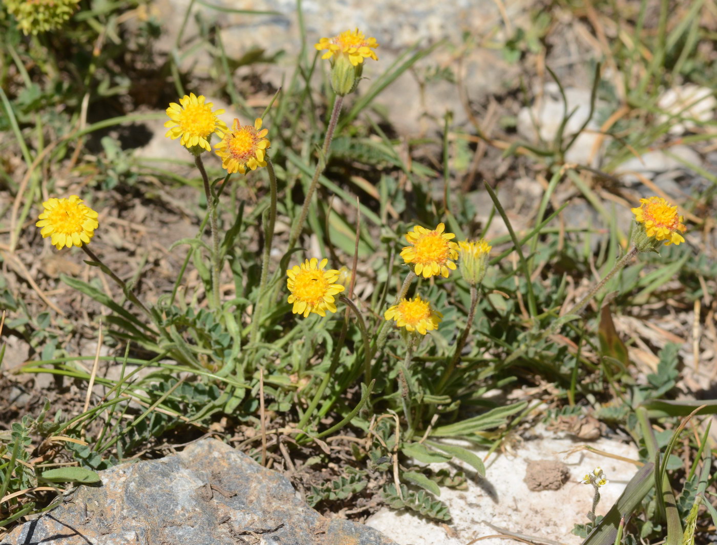 Изображение особи Erigeron cabulicus.