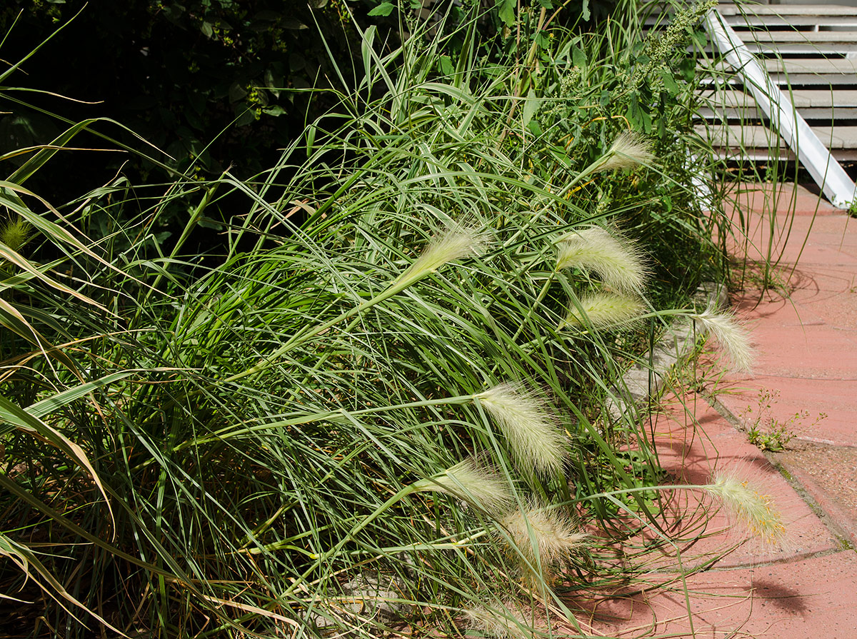 Изображение особи Pennisetum alopecuroides.