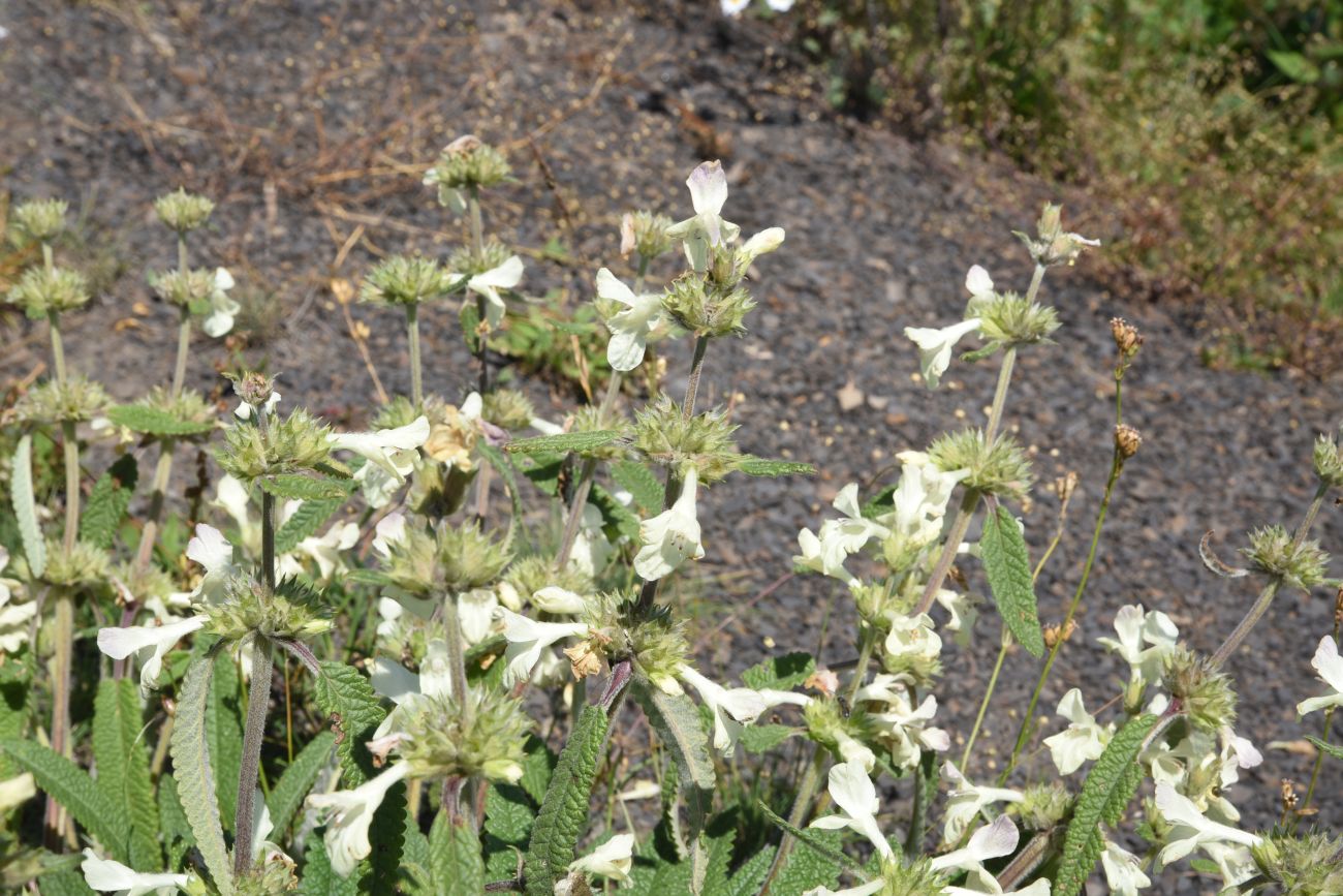 Image of Betonica nivea specimen.