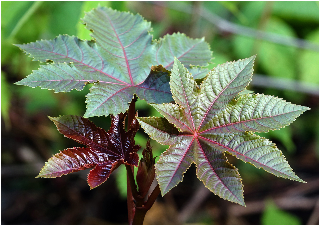 Image of Ricinus communis specimen.