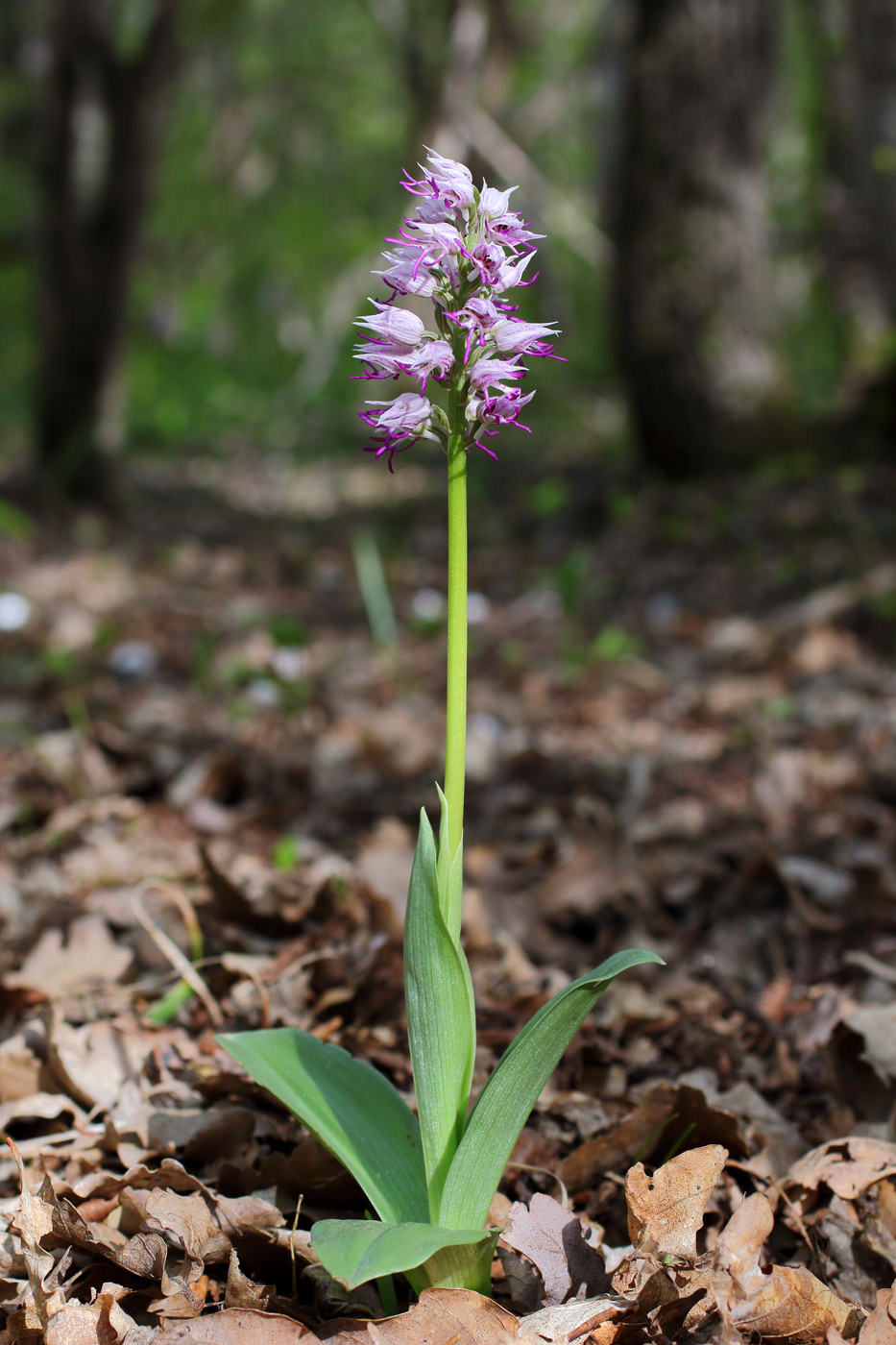 Image of Orchis simia specimen.