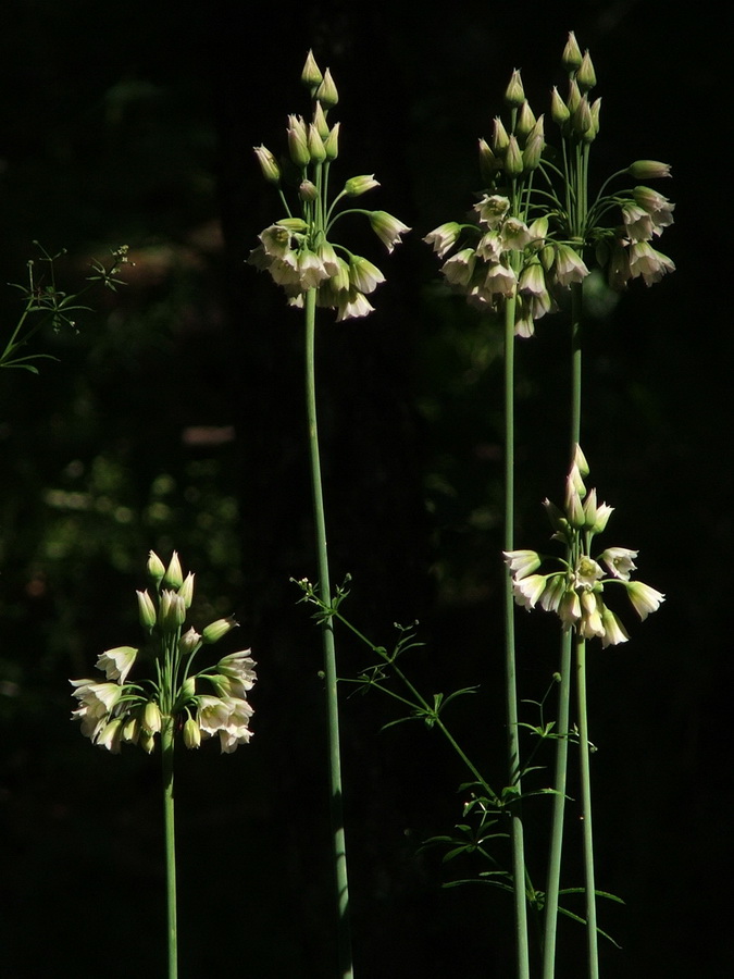 Image of Nectaroscordum bulgaricum specimen.