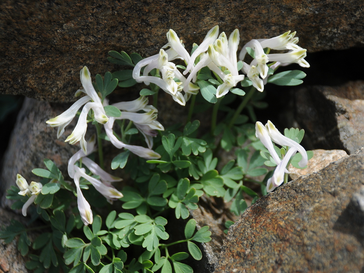 Изображение особи Corydalis inconspicua.