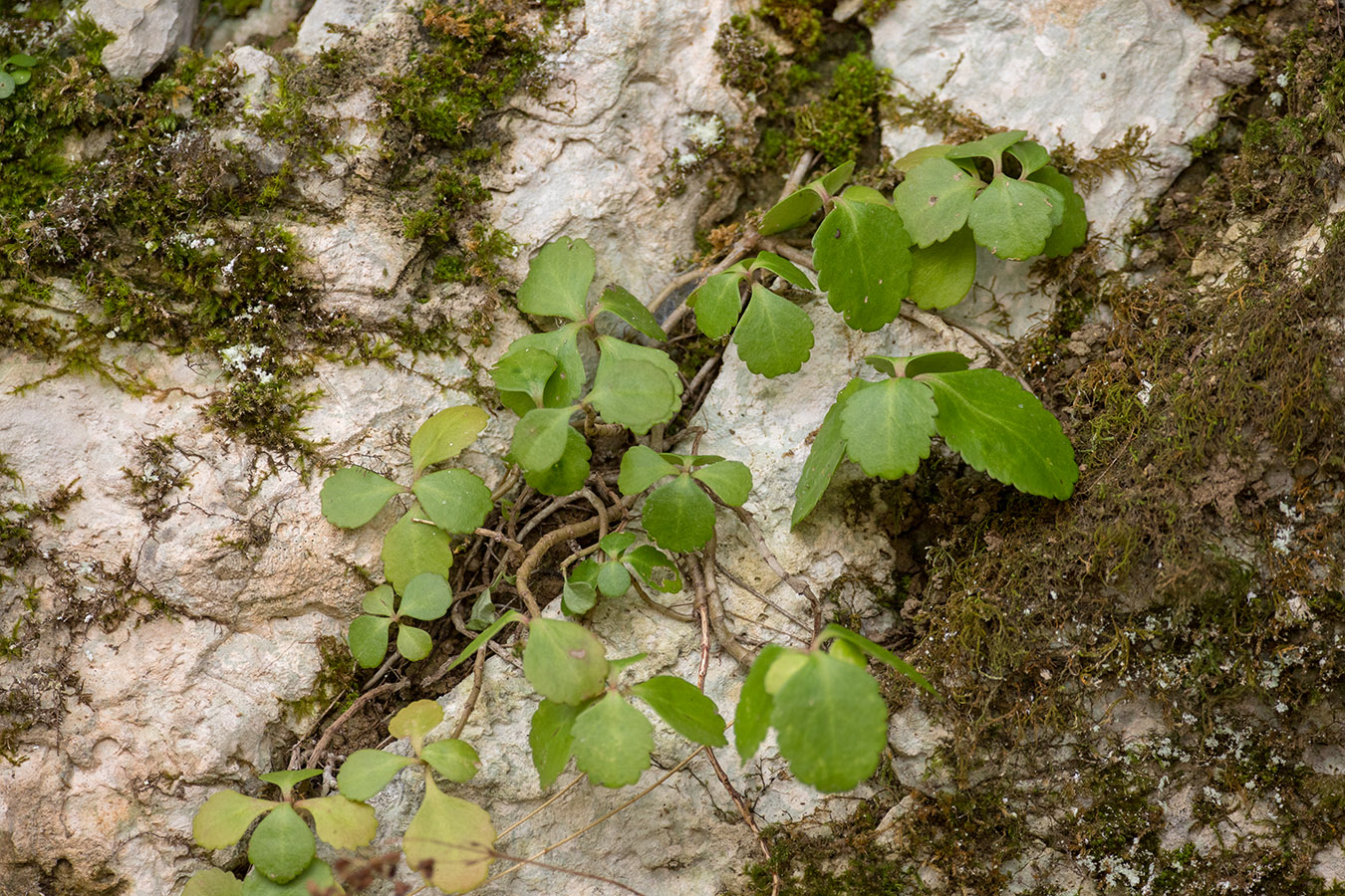 Image of Chiastophyllum oppositifolium specimen.