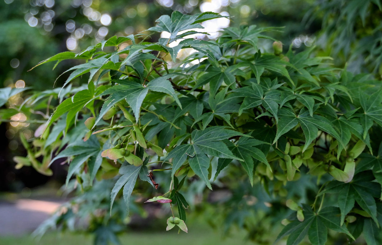 Image of Acer palmatum specimen.