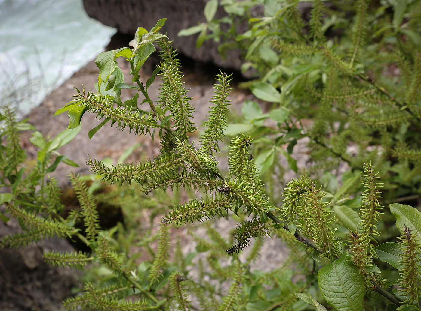 Image of genus Salix specimen.