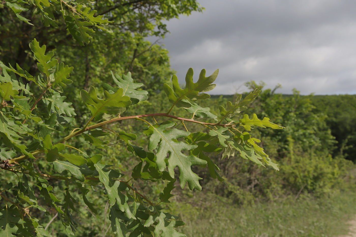 Изображение особи Quercus dalechampii.