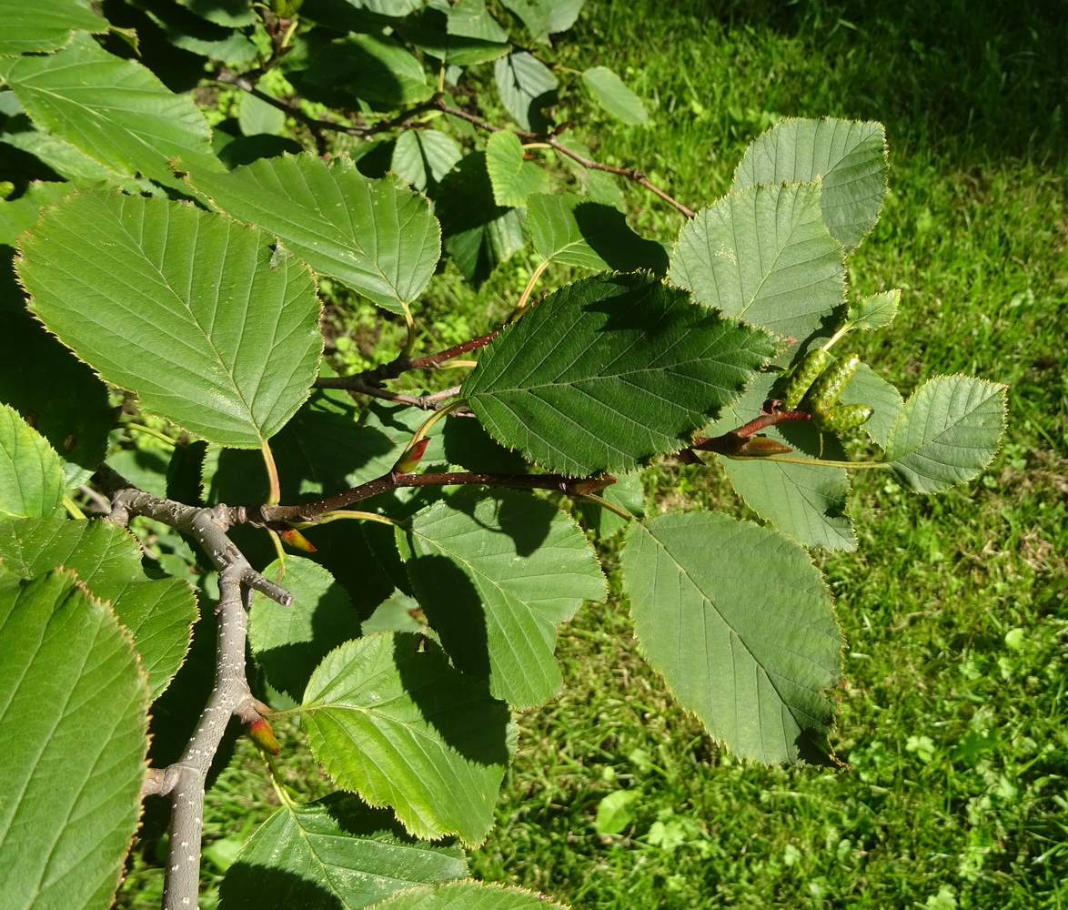 Image of Duschekia fruticosa specimen.