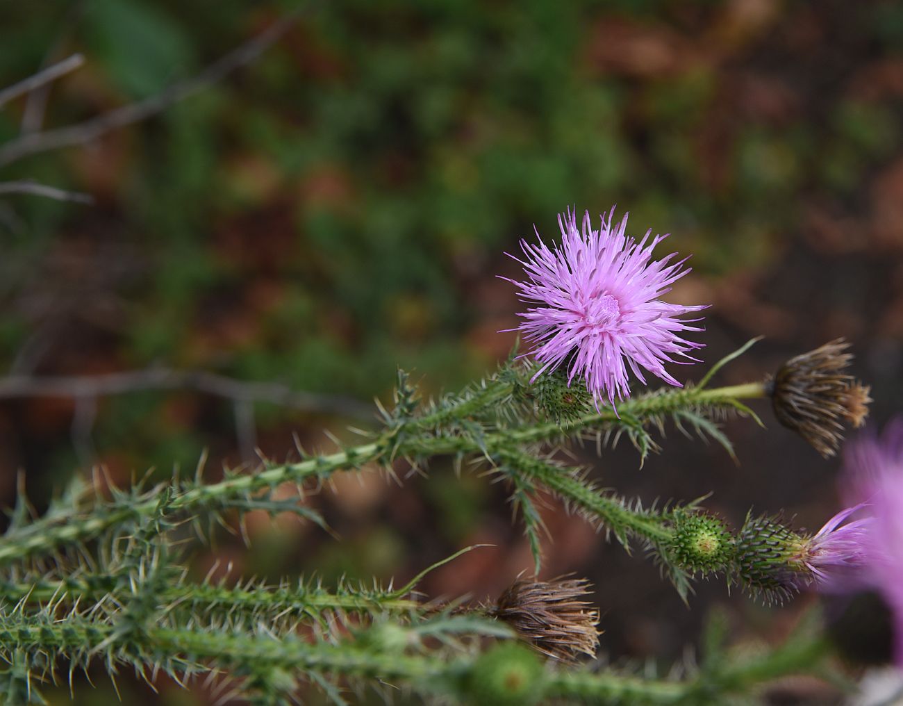 Image of genus Carduus specimen.