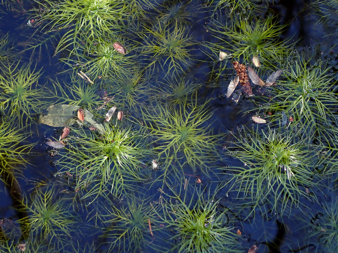 Изображение особи Hottonia palustris.