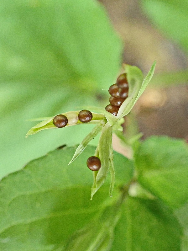 Image of Viola sacchalinensis specimen.