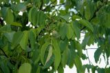 Juglans regia. Верхушка ветви с незрелыми плодами. Крым, Большой каньон, опушка лиственного леса. 05.08.2007.