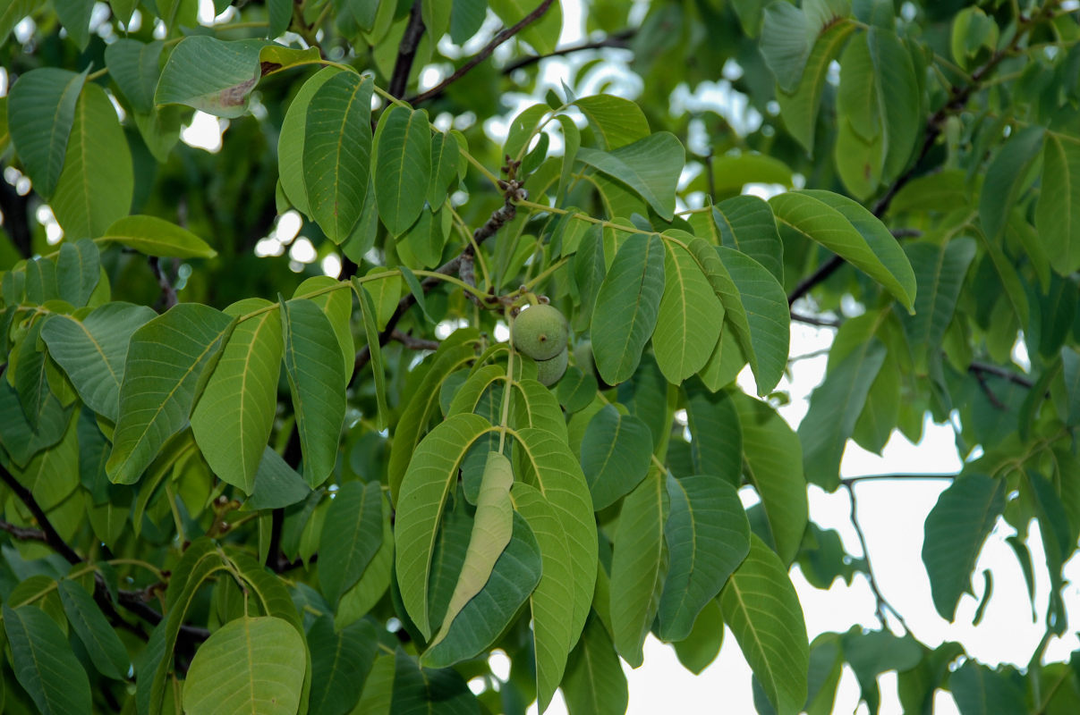 Изображение особи Juglans regia.