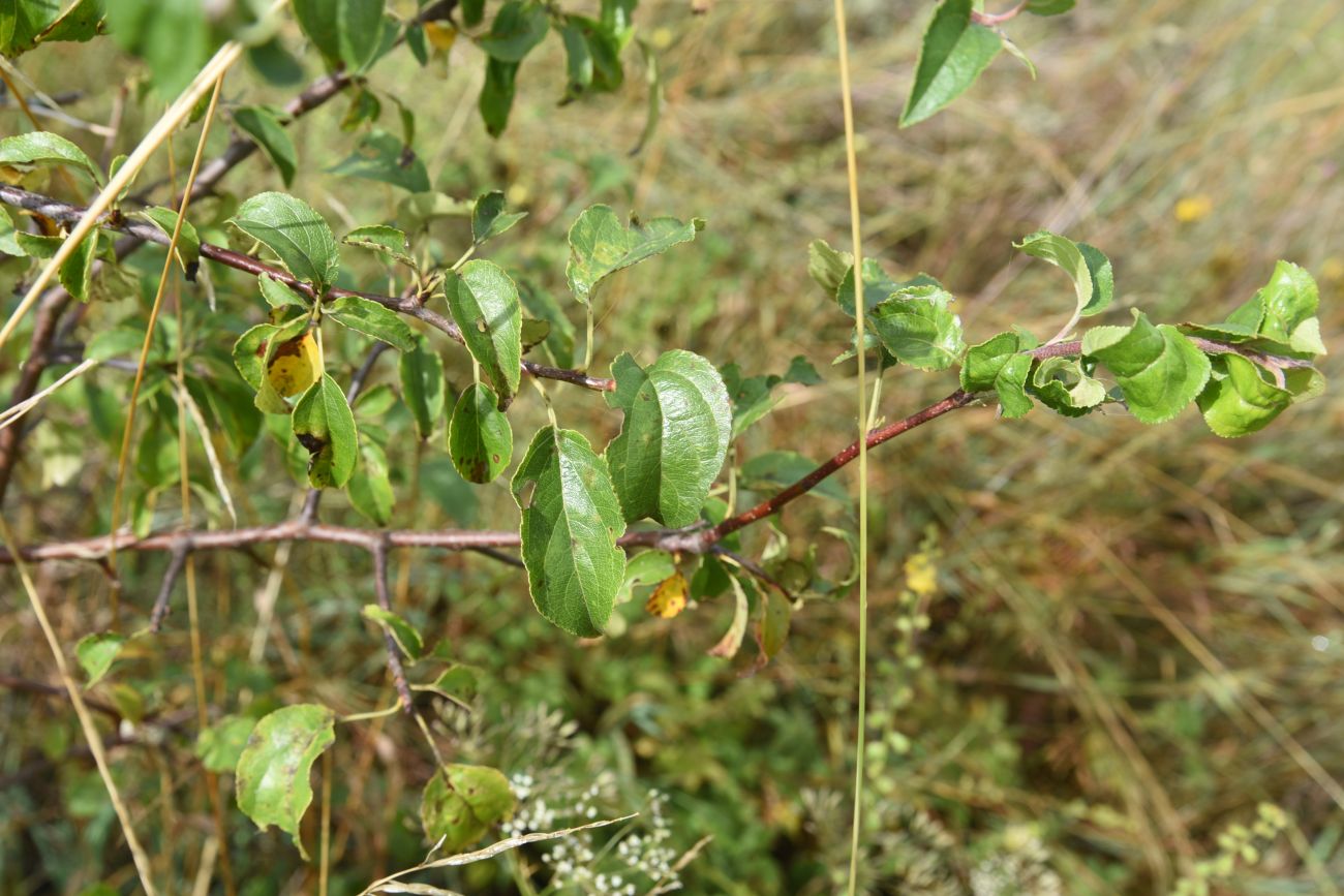 Изображение особи Malus domestica.