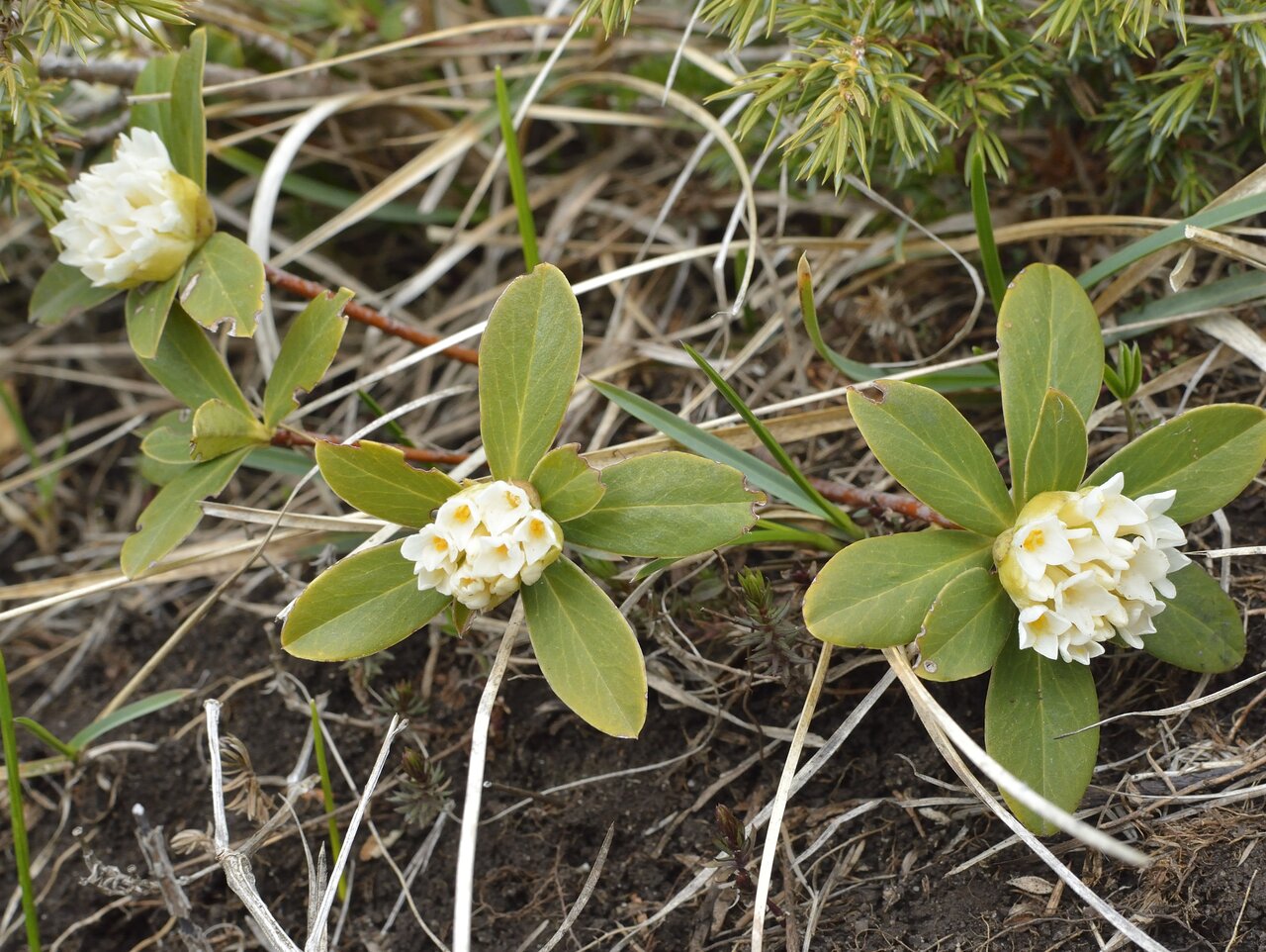 Image of Daphne blagayana specimen.