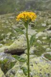 Caucasalia parviflora. Верхушка цветущего растения. Карачаево-Черкесия, Урупский р-н, хр. Загедан, долина Ацгарских озёр, ≈ 2500 м н.у.м., морена между средними озёрами, среди камней. 09.08.2024.