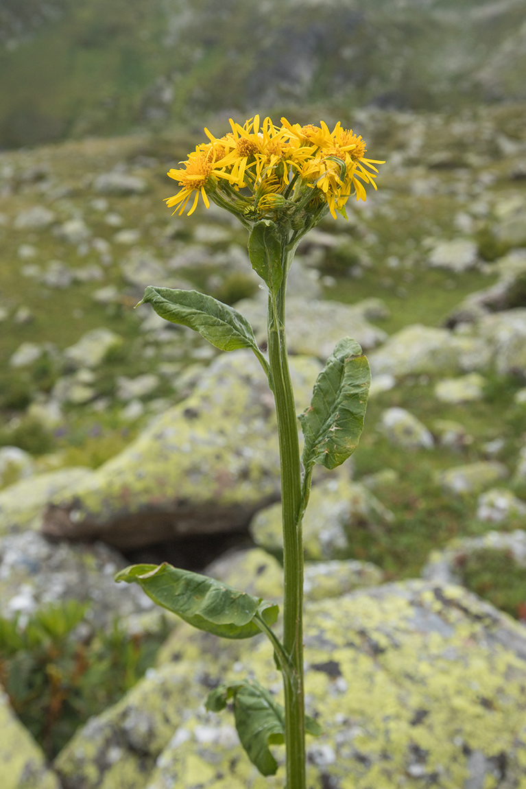 Image of Caucasalia parviflora specimen.