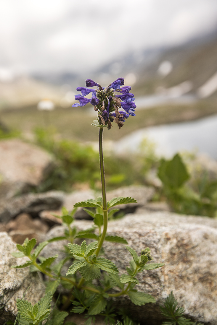 Image of Nepeta supina specimen.