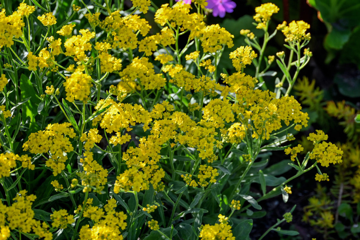 Image of Aurinia saxatilis specimen.