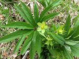 Helleborus odorus