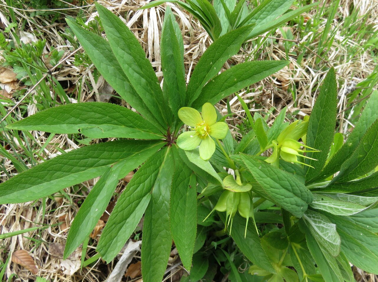 Изображение особи Helleborus odorus.