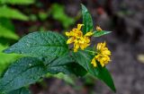 Lysimachia vulgaris. Верхушка побега с соцветием. Вологодская обл., Сокольский р-н, Оларевская гряда, опушка смешанного леса. 13.07.2024.