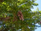 Ailanthus altissima. Ветвь взрослого дерева с прошлогодними соплодиями. Крым, Южный Берег, долина р. Алака (Сотера), обочина грунтовой дороги. 26.05.2024.