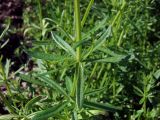 Galium vaillantii