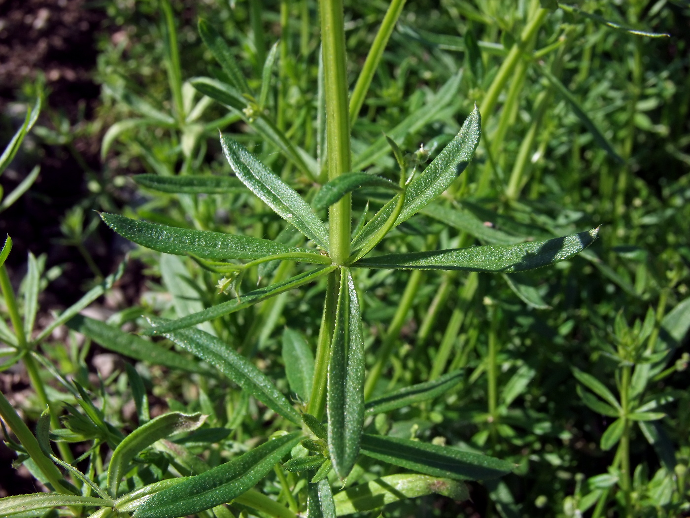 Image of Galium vaillantii specimen.