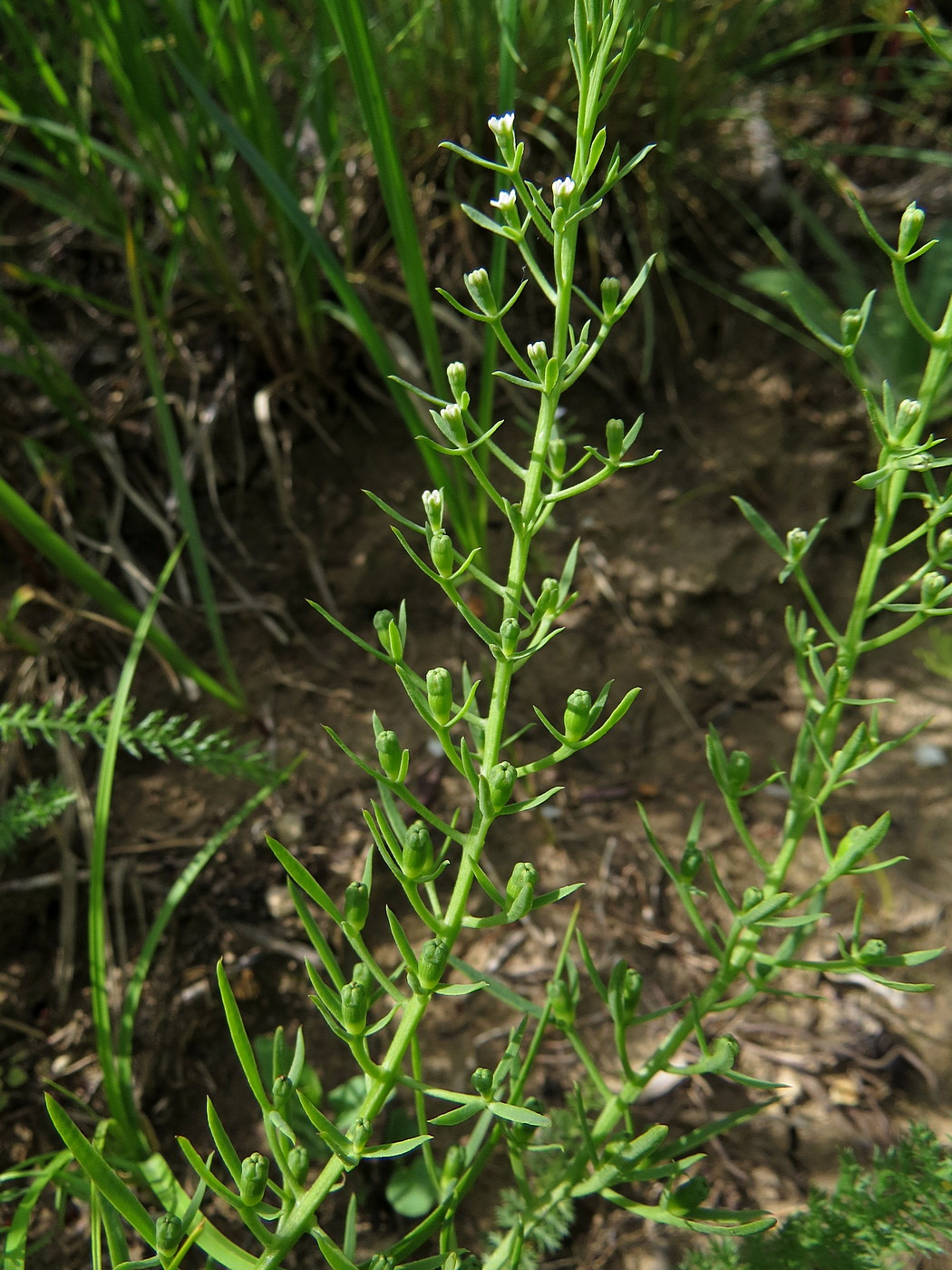 Изображение особи Thesium ramosum.