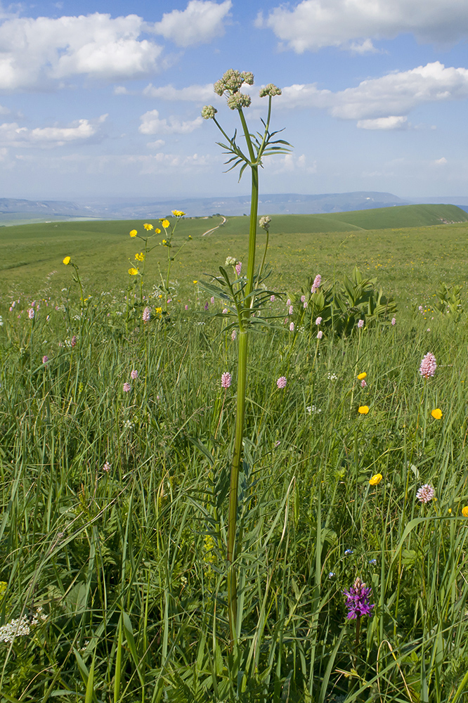 Image of Valeriana officinalis specimen.