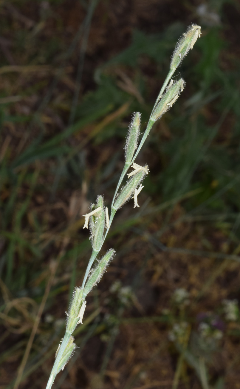 Image of Elytrigia trichophora specimen.