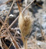 Polypogon monspeliensis